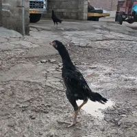 لاری جوجه خروس|حیوانات مزرعه|بوکان, |دیوار