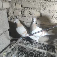 کبوتر کاغتی