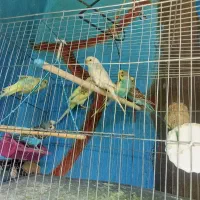 مرغ عشق