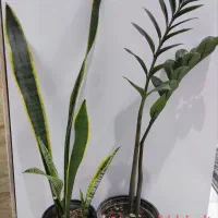 فروش آنلاین گل طبیعی