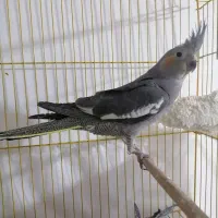 عروس هلندی نر