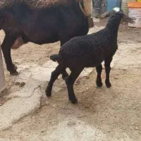 میش و بره نر