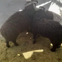 سه عدد بره نر|حیوانات مزرعه|داراب, |دیوار