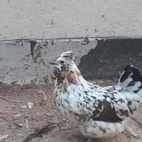 تخم نطفه دار گلین گیل لری|حیوانات مزرعه|کرج, شعبان‌آباد|دیوار