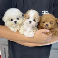 توله مالتیپو عروسکی