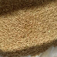 فروش گندم|خوردنی و آشامیدنی|شیراز, اکبر آباد|دیوار