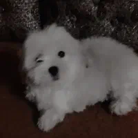 سگ پاکوتاه