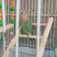 یک‌عدد کوتوله نر مادی شو نمیدونم