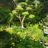 باغبانی، باغچه، سمپاشی و کود،هرس، پاسیو|خدمات باغبانی و درختکاری|تهران, دولاب|دیوار