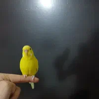 مرغ عشق نروماده