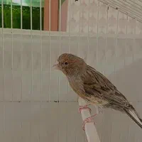 قناری|پرنده|بم, |دیوار