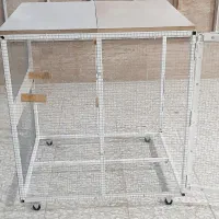کفتر کبوتر|پرنده|شیراز, تندگویان|دیوار