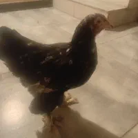 مرغ برهما|حیوانات مزرعه|احمدآبادمستوفی, |دیوار