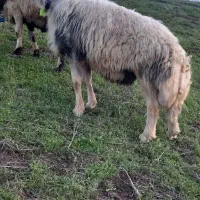 قوچ گوگ قیر ۱۱ماهه سنگین وزن زیر خاکی|حیوانات مزرعه|گلی داغ, |دیوار