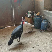 بوقلمون|حیوانات مزرعه|سرپل ذهاب, |دیوار