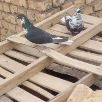 کفتر پرشی
