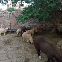 یخچال پر گوشت کن زنده سفارش انلاین|حیوانات مزرعه|تهران, تسلیحات|دیوار