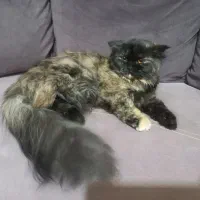 یک جفت گربه نر و ماده نژاد پرشین هیمالیا