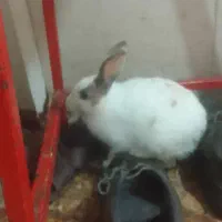 خرگوش اهلیخرگوش