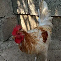 خروس فروشی|حیوانات مزرعه|کوه چنار, |دیوار