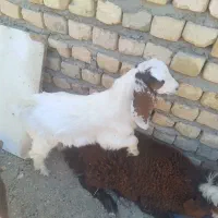بز بزغاله