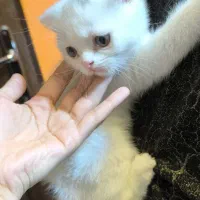 گربه اسکاتیش