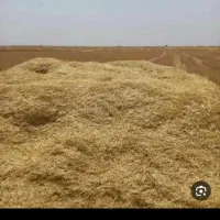 خریدار کاه دیم|خدمات باغبانی و درختکاری|دهگلان, |دیوار