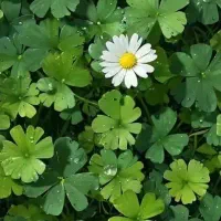 جویای کار برای خانم