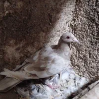 کبوتر|پرنده|آبپخش, |دیوار