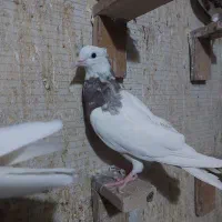 جوجه طوقی