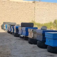 کندو زنبور عسل (فول جمعیت)