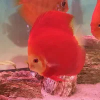 دیسکس گرید بالا|ماهی|مشهد, گاز|دیوار