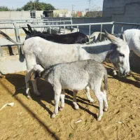 الاغ همراه با کره