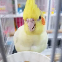 عروس هلندی مولد|پرنده|رودهن, |دیوار