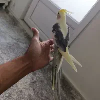 پرنده عروس