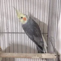 عروس سه لوتینو یه اهوی یکی دستی هس|پرنده|ماکو, |دیوار