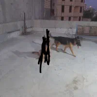 سگ ژرمن