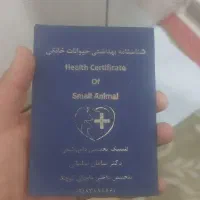 سگ شیتزواصل|سگ|کرمانشاه, |دیوار