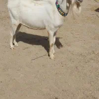 نربز سانن بدون شاخ اصل شرکتی