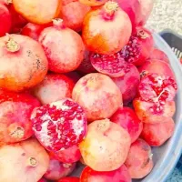 تفریح وتورگردشگری بانوان درمرودشت مقرون بصرفه|تور و چارتر|مرودشت, ثبت احوال|دیوار