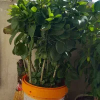 گل طبیعی|گل و گیاه طبیعی|بروجرد, |دیوار