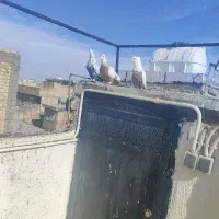 کبوتر|پرنده|مرودشت, ثبت احوال|دیوار