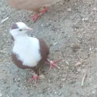 کبوتر مخمل جفتی باجوجه ۱۲۰۰|پرنده|فسا, |دیوار