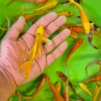 ماهی کوی در سایزهای مختلف|ماهی|شیراز, شهرک بهار|دیوار