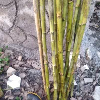 فروش لوله چوبی برای طراحی و ... .