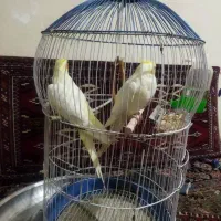 یک جفت عروس هلندی