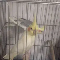 عروس هلندی جفت شده