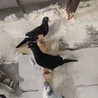 غارا سیا
