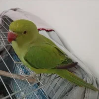 طوطی ملنگو جوجه نر