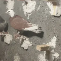 کبوتر|پرنده|کرمان, |دیوار